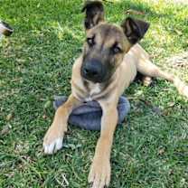 Thumbnail photo of Dillion #1