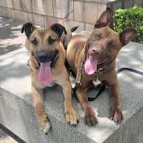 Thumbnail photo of Dillion #3