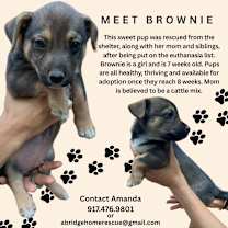 Thumbnail photo of Baby cattle pups! Willow #1