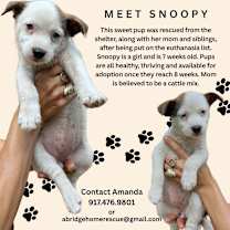 Thumbnail photo of Baby cattle pups! Willow #2