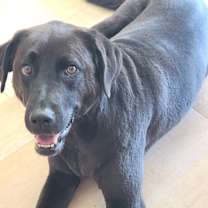 Thumbnail photo of Lucy #2