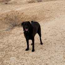 Thumbnail photo of Lucy #3