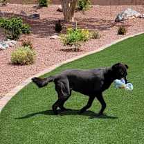 Thumbnail photo of Lucy #4