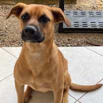 adopt-pet