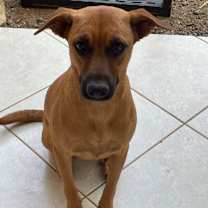 adopt-pet