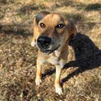 Thumbnail photo of SPRUCE #1