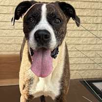 Thumbnail photo of Bruno #1