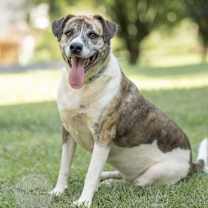 Thumbnail photo of Athena #2