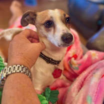 Thumbnail photo of Toby Toblerone the teenie weenie! #1