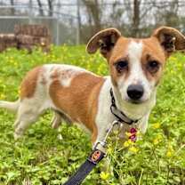 Thumbnail photo of Toby Toblerone the teenie weenie! #2