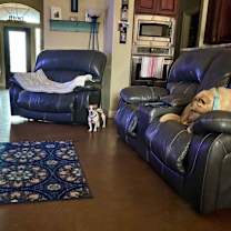 Thumbnail photo of Toby Toblerone the teenie weenie! #4