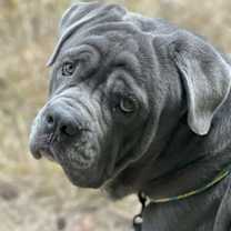 Thumbnail photo of Rinaldo #1