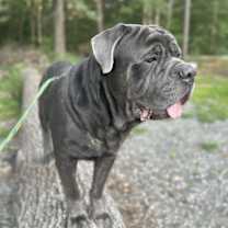 Thumbnail photo of Rinaldo #2