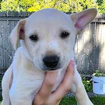 Thumbnail photo of Chai Puppuccino #1