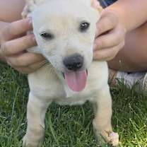 Thumbnail photo of Chai Puppuccino #2