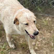 Thumbnail photo of Jazzy CI #2