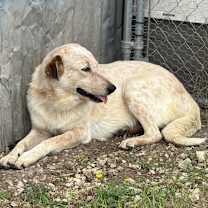 Thumbnail photo of Jazzy CI #4