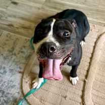 Thumbnail photo of Moonlily #2