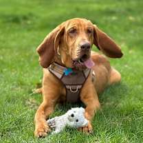 Thumbnail photo of Cooper #1