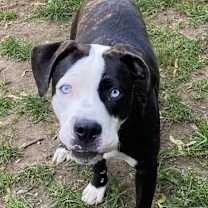 Thumbnail photo of Rebel #2