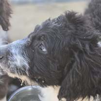 Thumbnail photo of Sampson #3