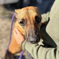 Thumbnail photo of SHEENA #4