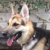 Thumbnail photo of OTTO #2