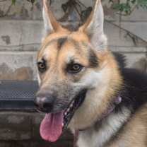 Thumbnail photo of OTTO #3