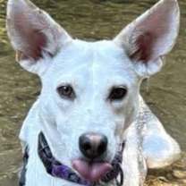 adopt-pet