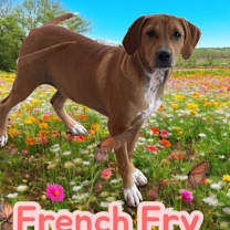 Thumbnail photo of French Fry #2