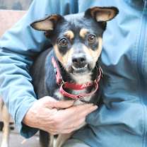 Thumbnail photo of TIZZY #4