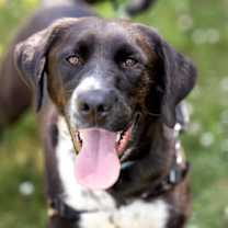 adopt-pet