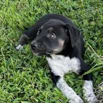 Thumbnail photo of Uncle Sam #2