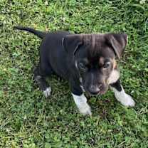 Thumbnail photo of Uncle Sam #3