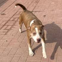 Thumbnail photo of Daisy #2