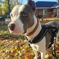 Thumbnail photo of Mariposa #2