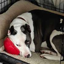 Thumbnail photo of Mariposa #3