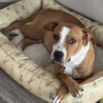 Thumbnail photo of Bombshells #1