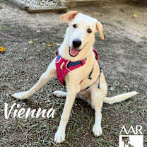 Thumbnail photo of Vienna #4