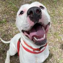 Thumbnail photo of 178045 Ghost #4