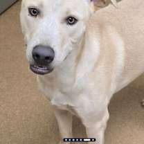 Thumbnail photo of Cooper #2