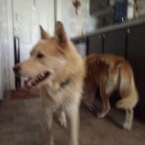 Thumbnail photo of Ron #4