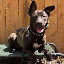 Thumbnail photo of Sadie #1