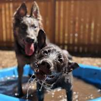 Thumbnail photo of Sadie #2