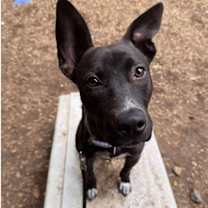 Thumbnail photo of Sadie #3