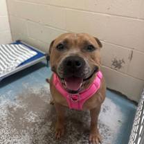 Thumbnail photo of Freyja #2