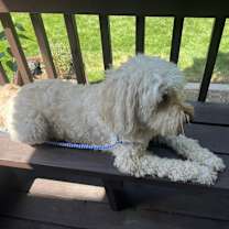 Thumbnail photo of Pyper #1