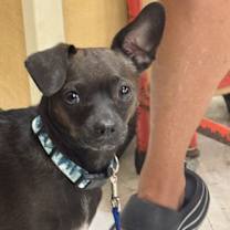 Thumbnail photo of Izzy #4