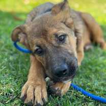 Thumbnail photo of Biscuit #4