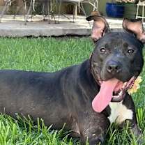 adopt-pet